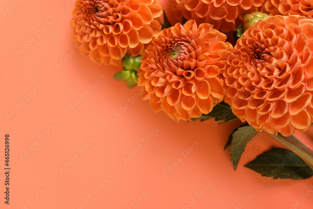 Beautiful dahlia flower on color background, closeup