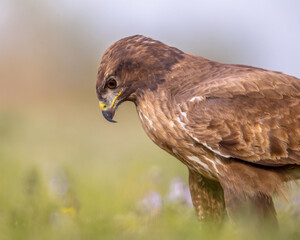 Canvas Print - Buzzard perched in grass