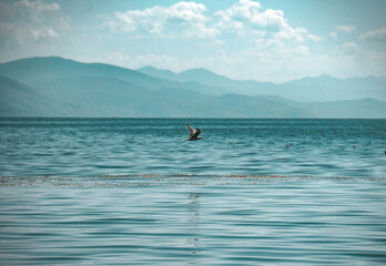 Poster - Beautiful view of a bird flying over a blue sea