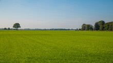 Landscape With Green Field With A Line Of Trees On The Horizon. The Image Shows A Classic Dutch Landscape With Flat Farm Lands. This Picture Was Taken In The Province Of Utrecht, The Netherlands.
