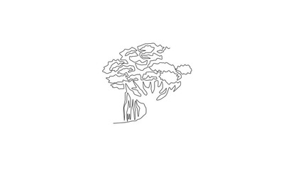 Wall Mural - Animated self drawing of continuous line draw shady and leafy banyan tree for wall decor home art poster. Decorative ficus benghalensis plant for national park logo. Full length single line animation.