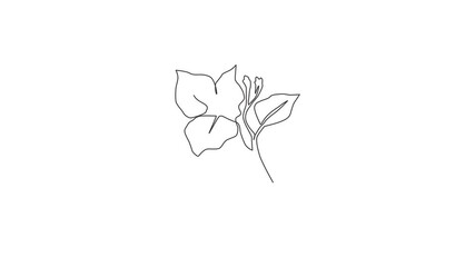 Wall Mural - Animated self drawing of continuous line draw beauty fresh bougainville for home wall decor art. Printable decorative thorn bush flower for wedding invitation card. Full length single line animation.