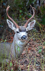 Wall Mural - A male California Mule Deer with a rack of antlers 