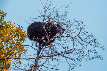 Wall Mural - a rare view of a huge black bear on the top of a tall and skinny tree, feeding on tree berries. capt