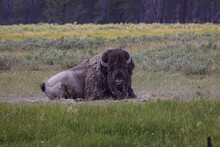 Wild Bison Lying On The Meadow