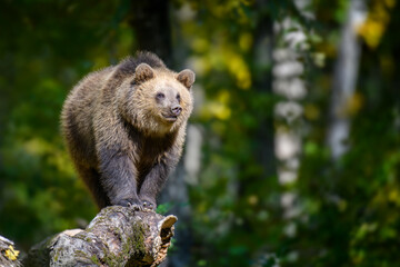 Sticker - Baby cub wild Brown Bear (Ursus Arctos) on tree in the autumn forest. Animal in natural habitat