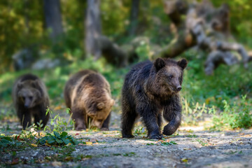 Wall Mural - three wild brown bear cubs (ursus arctos) in the autumn forest. animal in natural habitat
