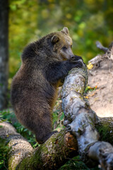 Wall Mural - baby cub wild brown bear (ursus arctos) stand on tree in the autumn forest. animal in natural habita