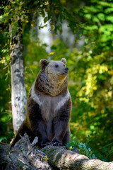 Wall Mural - wild brown bear (ursus arctos) in the autumn forest. animal in natural habitat