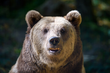 Wall Mural - portrait wild brown bear in the autumn forest. animal in natural habitat. wildlife scene