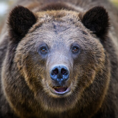 Wall Mural - portrait wild brown bear in the autumn forest. animal in natural habitat. wildlife scene