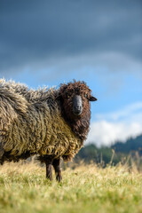 Sticker - Mountain sheep grazing on pasture in autumn