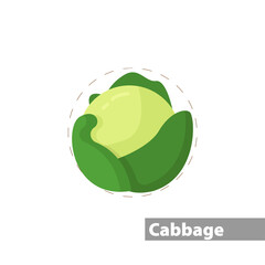 Wall Mural - cabbage isolated illustration on white background. cabbage clipart. cabbage flat icon.