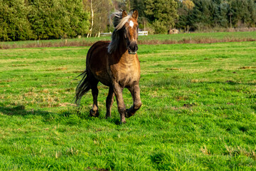 horse in the field