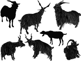 Poster - seven goats outlines isolated on white