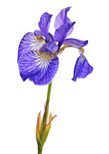 Iris Blue One Large Bloom Isolated On White