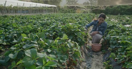 Poster - Woman visit strawberry farm to pick up