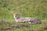 Fototapeta Sawanna - Cheetah lying on the grass on a hot afternoon in the Masai Mara, Kenya