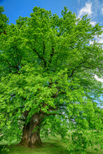 Growth Of Linden Green Tree On Berchtesgadenr Land Against Sky