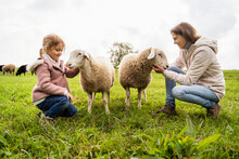 Smiling Woman And Girl Stroking Sheep On Green Grass At Farm