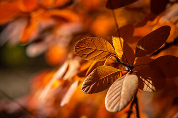 Nice yellow orange red leaves  nature background abstract macro close up autumn