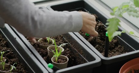 Canvas Print - Planting vegetable in home mini garden