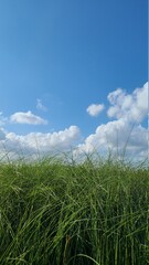 clear sky and grass