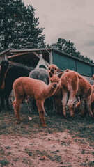 Poster - Vertical shot of cute llamas grazing at the farm