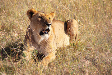 Sticker - Scenic view of a lion in Kenya