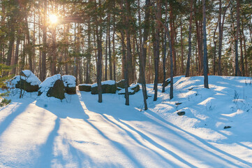 Poster - Wintertime in the pine forest.