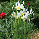 Fototapeta Tulipany - Iris de Hollande blanc et jaune