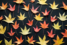 Composition Made Of Colorful Autumn Leaves