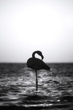 Silhouette Of Flamingo During Sunset In Africa