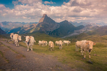 Cows Grazing In Nature Against Mountain Ridge