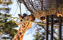 Low Angle View Of A Giraffe