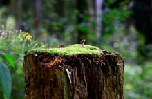 Small Mushroom Growing On Top Of Mossy Tree Stump