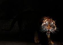 Close-up Of A Sumatran Tiger
