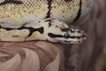 Close-up Of A Snake