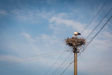 Poster - Stork nesting on an electrical post under a wispy sly