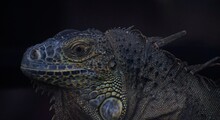 Close-up Of Green Iguana On Black Background