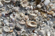White Shells On Beach