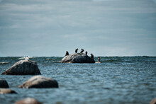 Group Of Cormorants On Rock At Sea Shore Against Ski