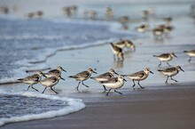 Flock Of Seagulls On Beach