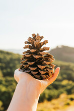 Young Woman Holding Pine Cone