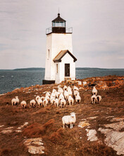 Nash Island Light With Sheep In Maine