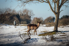 Deer On Snow Covered Field