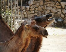 Camels In A Zoo