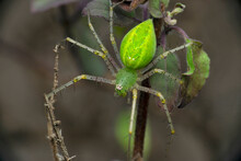 Green Lynx Spider, Oxyops Species, Satara, Maharashtra, India