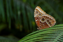 A Photo Of An Owl Butterfly, Also Called A Blue Morpho Butterfly Of The Nymphalidae Family.