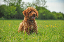 Ginger Cockapoo Puppy In A Field